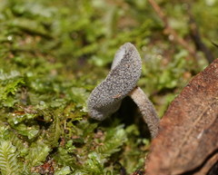 Helvella fibrosa