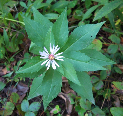 Symphyotrichum X tardiflorum