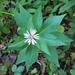 Swampheart Aster - Photo (c) Joe Bartok, some rights reserved (CC BY-NC), uploaded by Joe Bartok