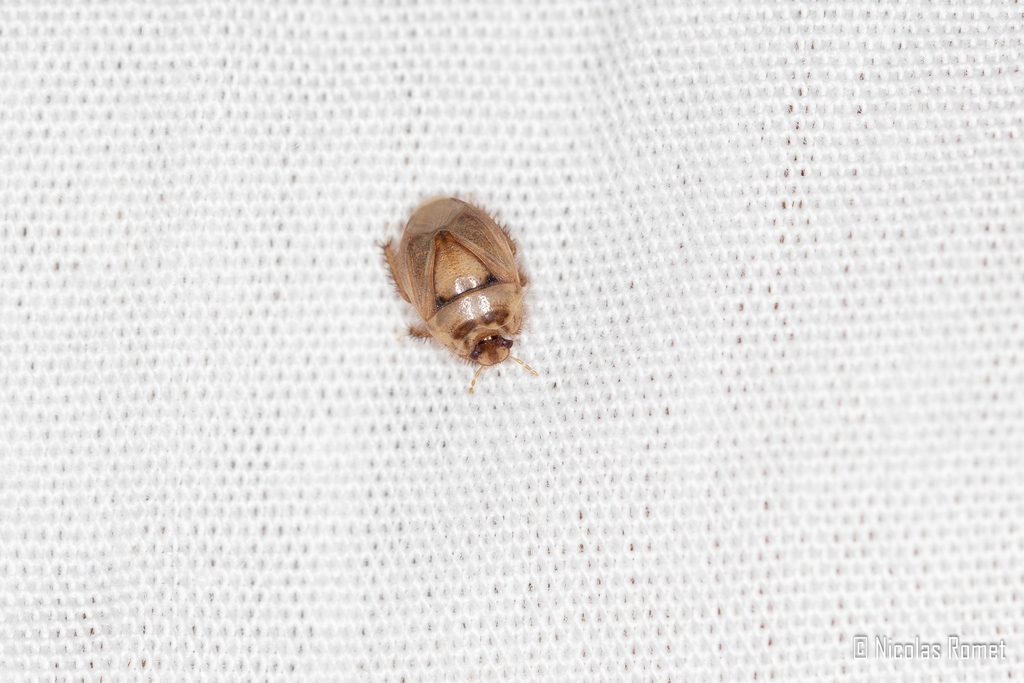 Byrsinus pallidus