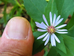 Symphyotrichum × tardiflorum