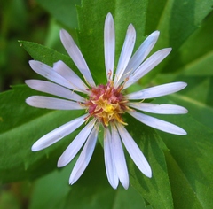 Symphyotrichum × tardiflorum