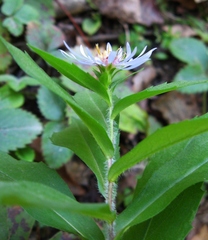 Symphyotrichum × tardiflorum