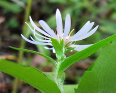 Symphyotrichum × tardiflorum