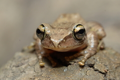 Boophis doulioti