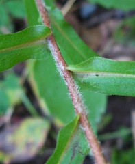 Symphyotrichum × tardiflorum