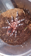 Acanthoscurria geniculata