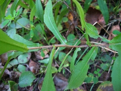 Symphyotrichum × tardiflorum