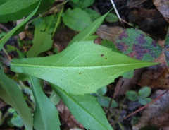 Symphyotrichum × tardiflorum