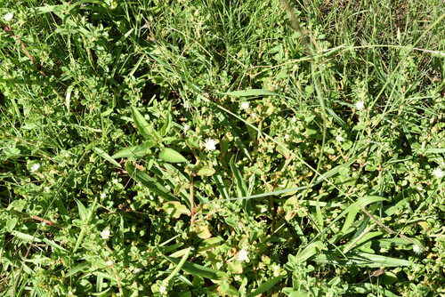 Coast Solfig (Mesembryanthemum aitonis)