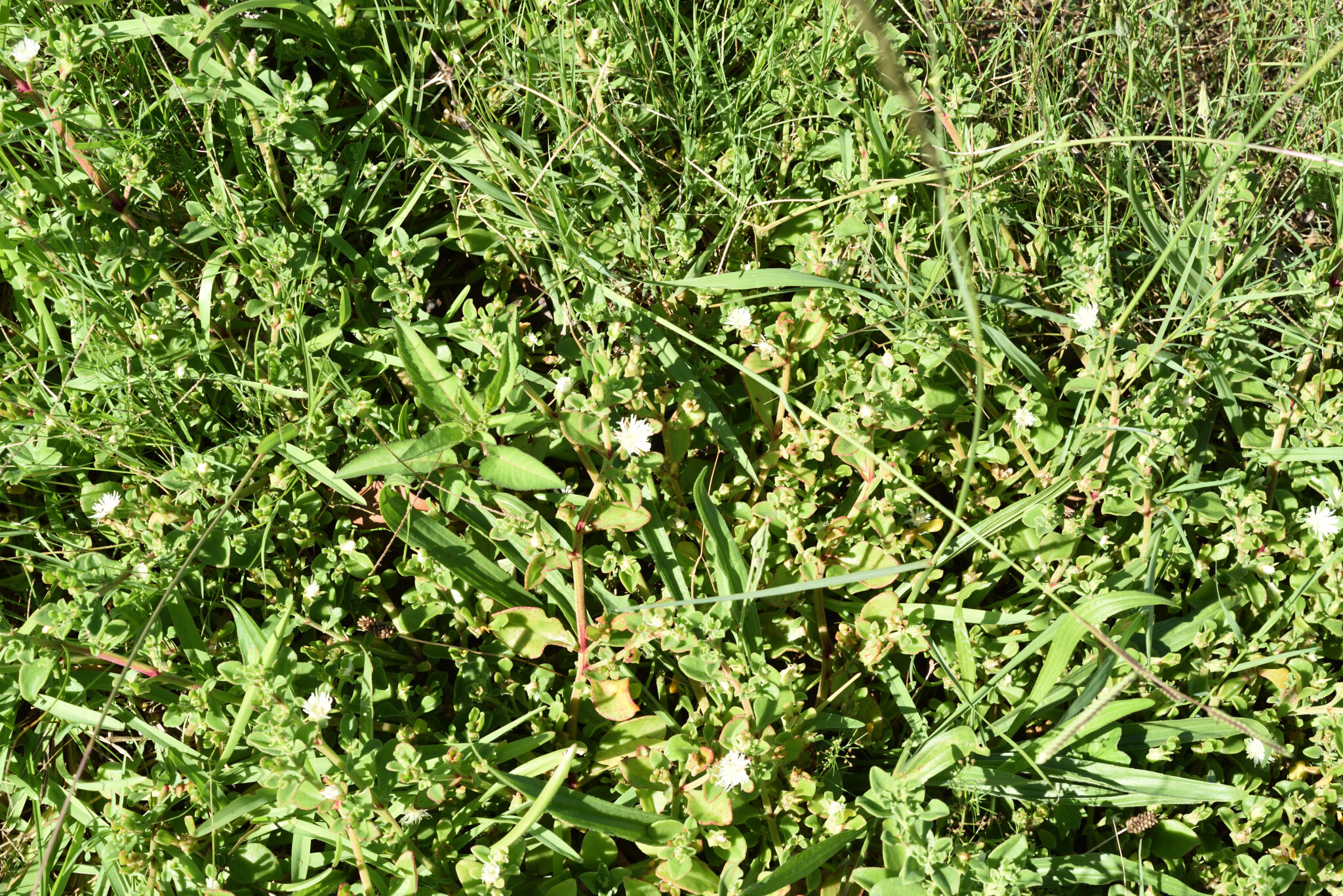 Coast Solfig (Mesembryanthemum aitonis)
