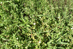Coast Solfig (Mesembryanthemum aitonis)