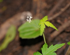 Hydrocotyle geraniifolia