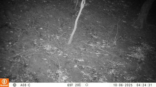 Temminck's Ground Pangolin