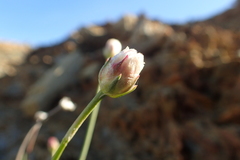 Armeria ruscinonensis