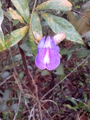 Periandra mediterranea