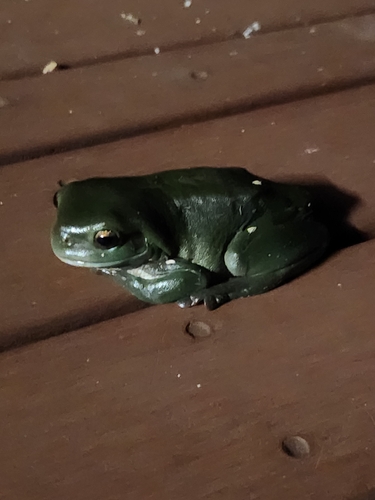 Green Tree Frog