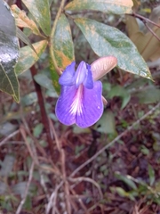 Periandra mediterranea