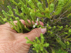 Euchaetis