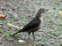 Turdus mandarinus