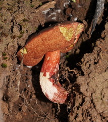 Boletus barragensis