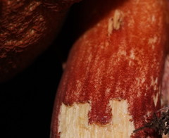 Boletus barragensis