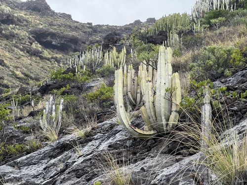Canary Island Spurge (Euphorbia canariensis)