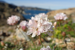 Armeria ruscinonensis