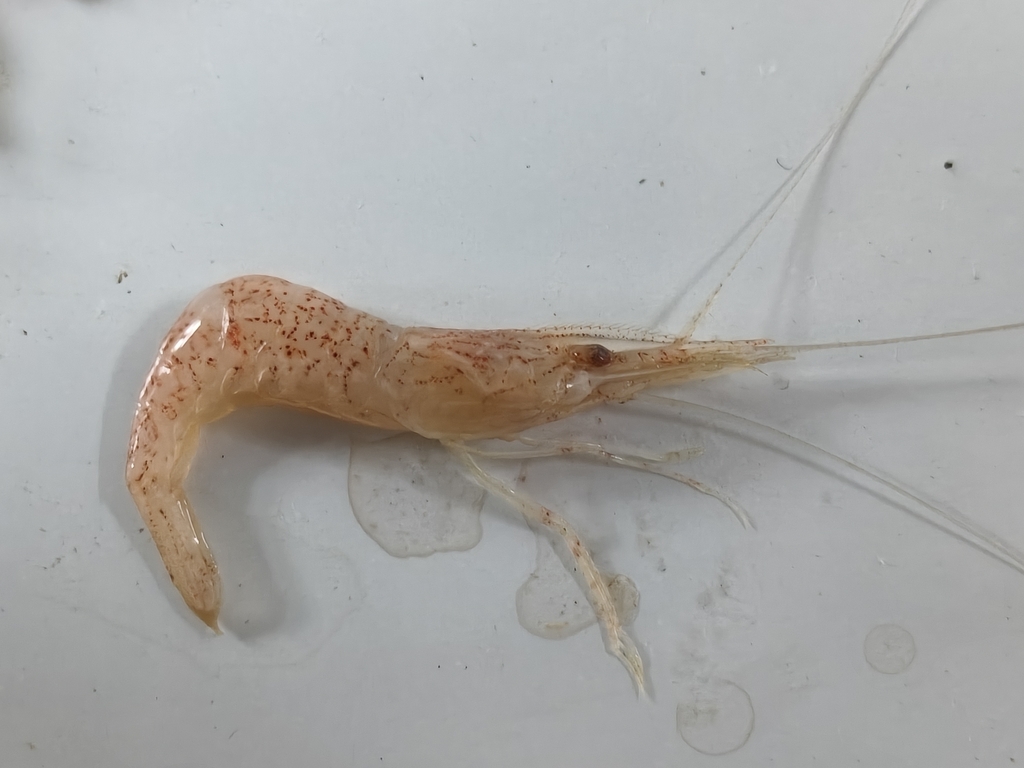 Palaemon tenuidactylus