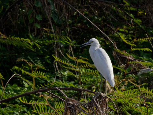 Little Blue Heron