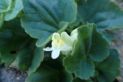 Asarina procumbens