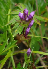 Gentianella propinqua propinqua