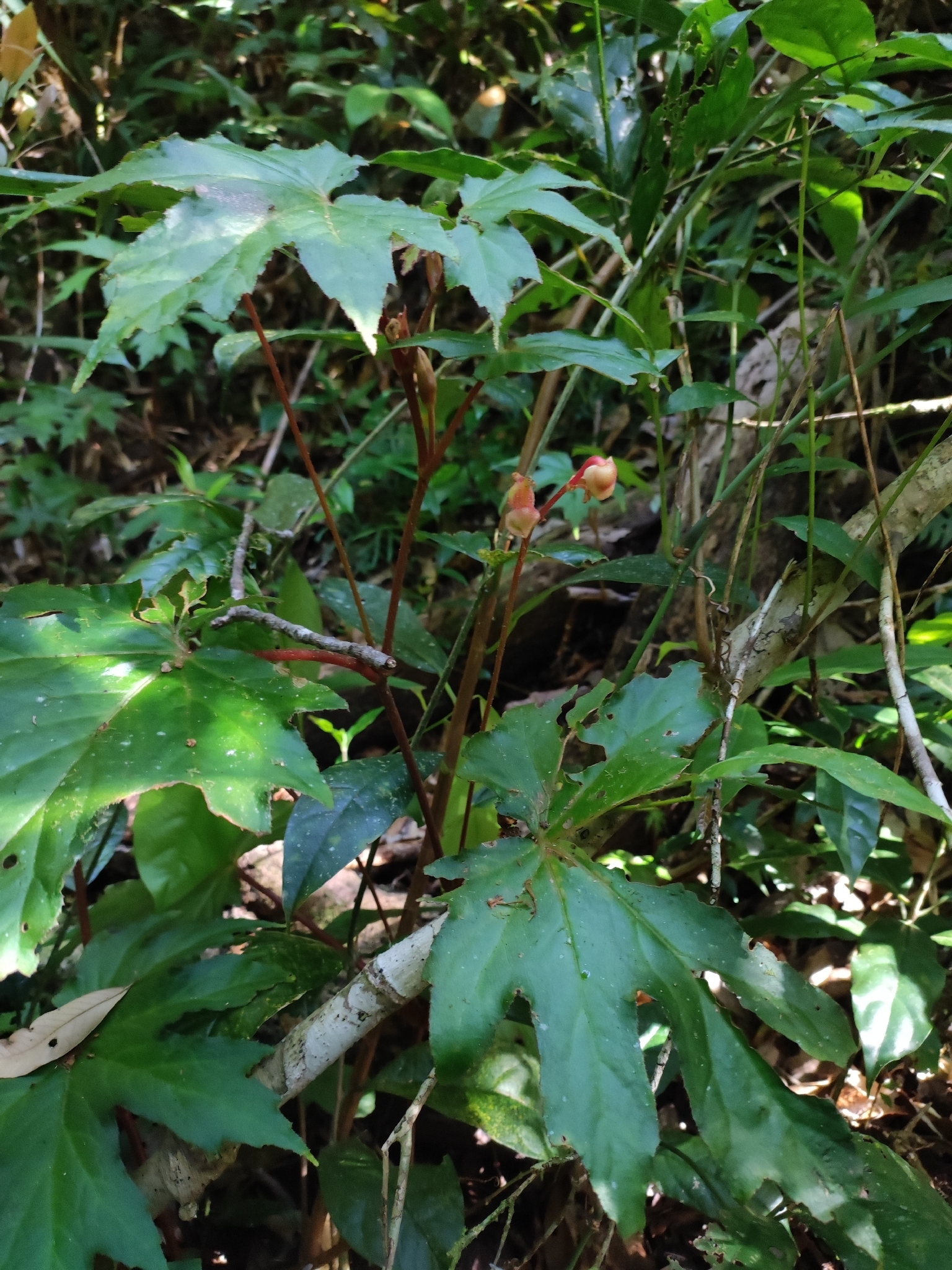 Begonia langbianensis (Begonia langbianensis)