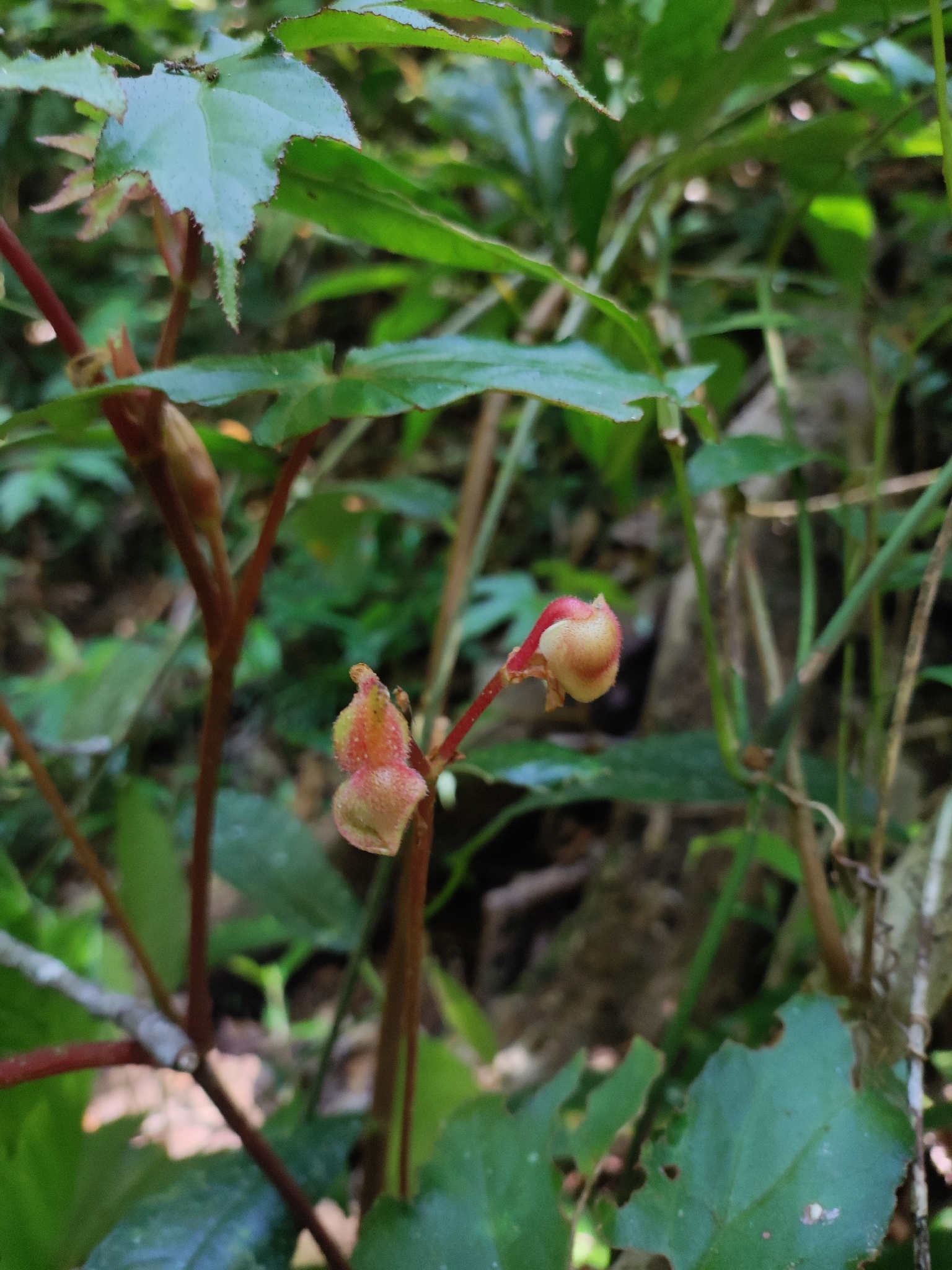 Begonia langbianensis — ảnh 2