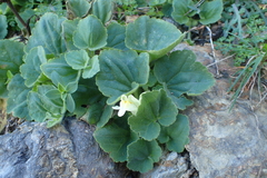 Asarina procumbens