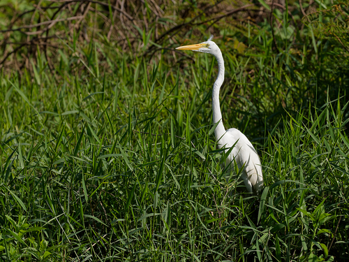 American Great Egret
