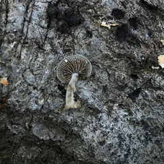 Simocybe centunculus var. centunculus image