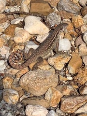 Leiocephalus carinatus