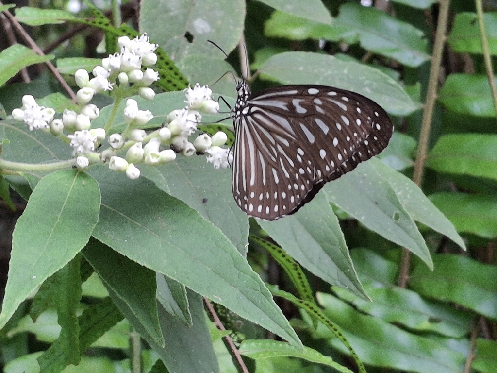 Blue Glassy Tiger (Ideopsis vulgaris)