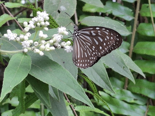 Ideopsis vulgaris