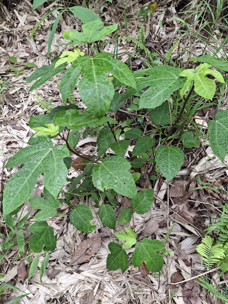 White-leaved fig (Ficus grossularioides)