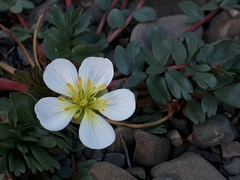 Hypseocharis