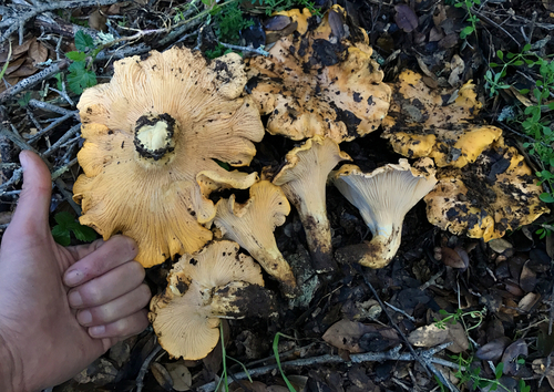 California Golden Chanterelle