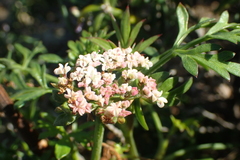 Daucus carota hispanicus