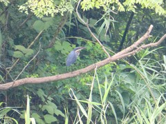 Ixobrychus flavicollis