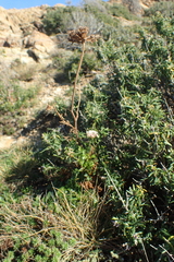 Daucus carota hispanicus