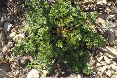 Daucus carota hispanicus