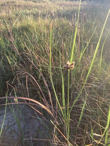 sea clubrush (Bolboschoenus maritimus)