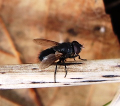 Pollenia leclercqiana