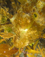 Dolabrifera brazieri